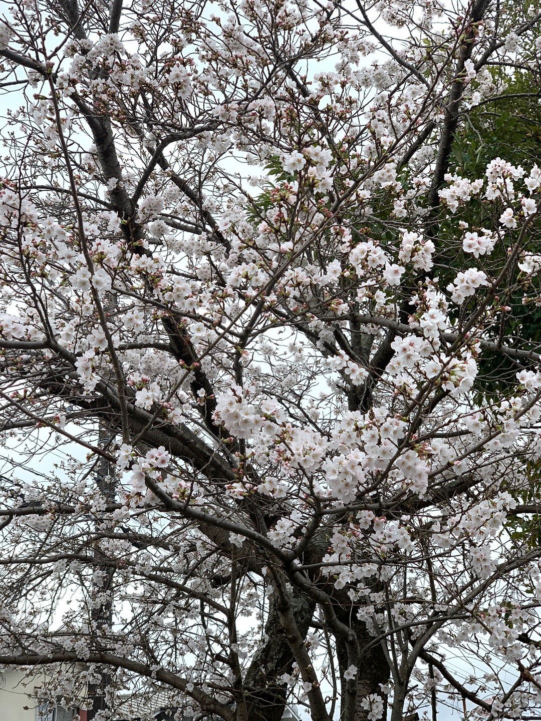 桜さく春のワンピコーデ